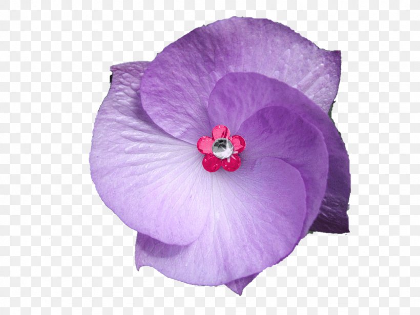 Violet Flower Purple Accesso, PNG, 1024x768px, Violet, Accesso, Flower, Flowering Plant, Hibiscus Download Free