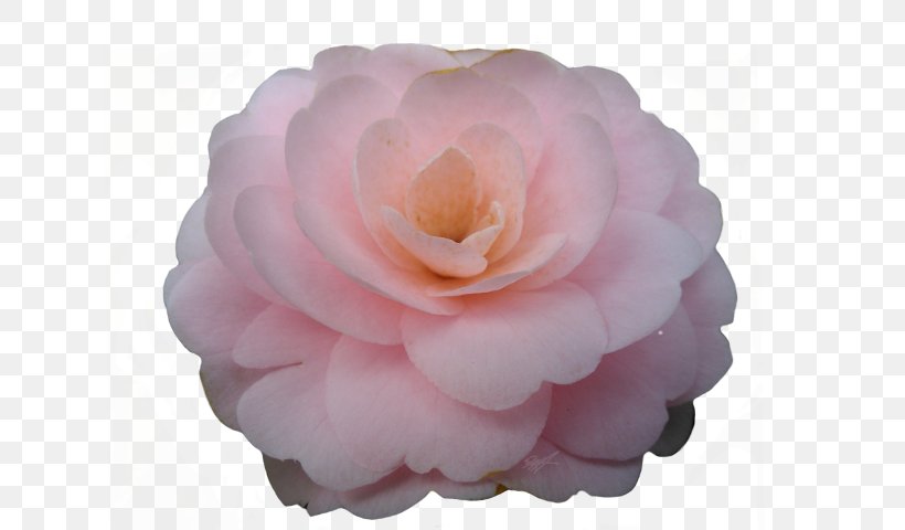 Centifolia Roses Japanese Camellia Petal Peony Pink M, PNG, 640x480px, Centifolia Roses, Camellia, Flower, Flowering Plant, Japanese Camellia Download Free