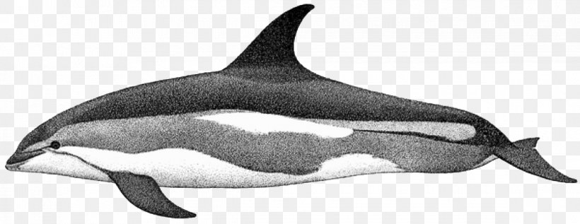 Common Bottlenose Dolphin White-beaked Dolphin Short-beaked Common Dolphin Rough-toothed Dolphin Tucuxi, PNG, 1170x453px, Common Bottlenose Dolphin, Animal Figure, Atlantic Whitesided Dolphin, Black And White, Chinese White Dolphin Download Free
