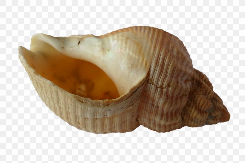 Seashell Conch, PNG, 940x627px, Seashell, Beach, Clam, Clams Oysters Mussels And Scallops, Cockle Download Free