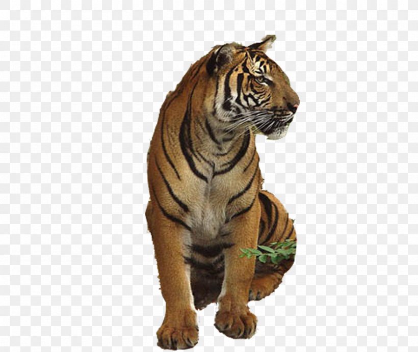 Tiger Lion U72eeu5b50u4e0eu8001u864e, PNG, 974x821px, Tiger, Animal, Big Cat, Big Cats, Carnivoran Download Free