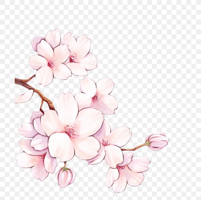 Watercolor Pink Flowers, PNG, 700x814px, Watercolor, Blossom, Branch, Cherries, Cherry Blossom Download Free