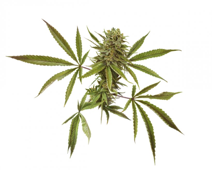 Cannabis Sativa Marijuana Medical Cannabis, PNG, 1200x960px, Cannabis Sativa, Botanical Illustration, Cannabis, Drawing, Drug Download Free