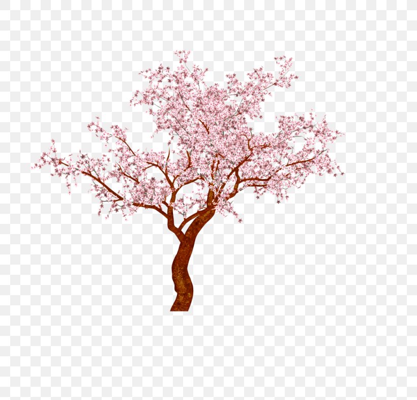 Cherry Blossom Bonsai Chinese Sweet Plum Tree, PNG, 800x786px, Cherry Blossom, Blossom, Bonsai, Branch, Chinese Sweet Plum Download Free
