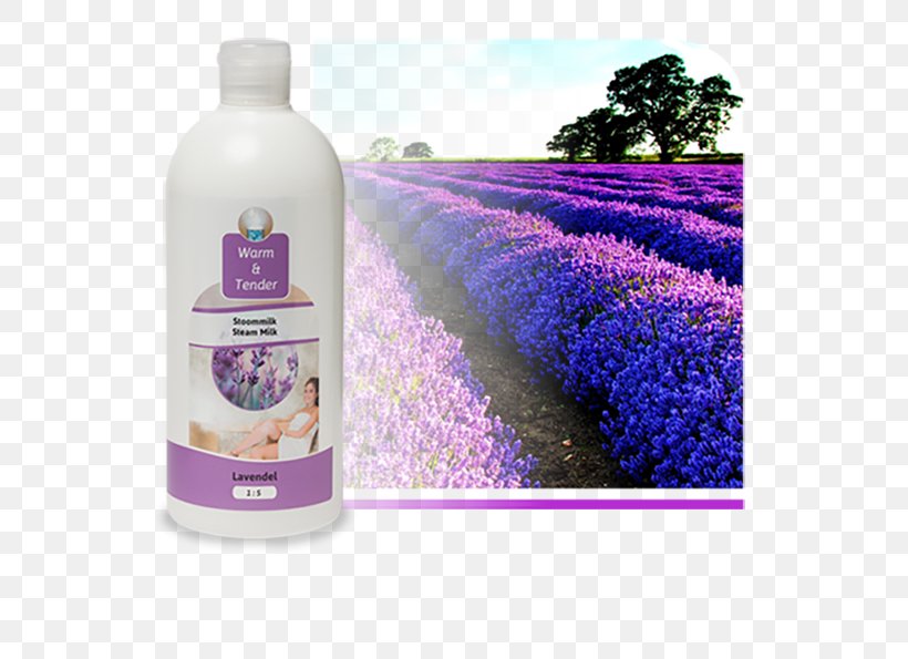 English Lavender Odor Lavera Calming Body Lotion Flower Liquid, PNG, 595x595px, English Lavender, Aloe Vera, Aloes, Blossom, Flower Download Free