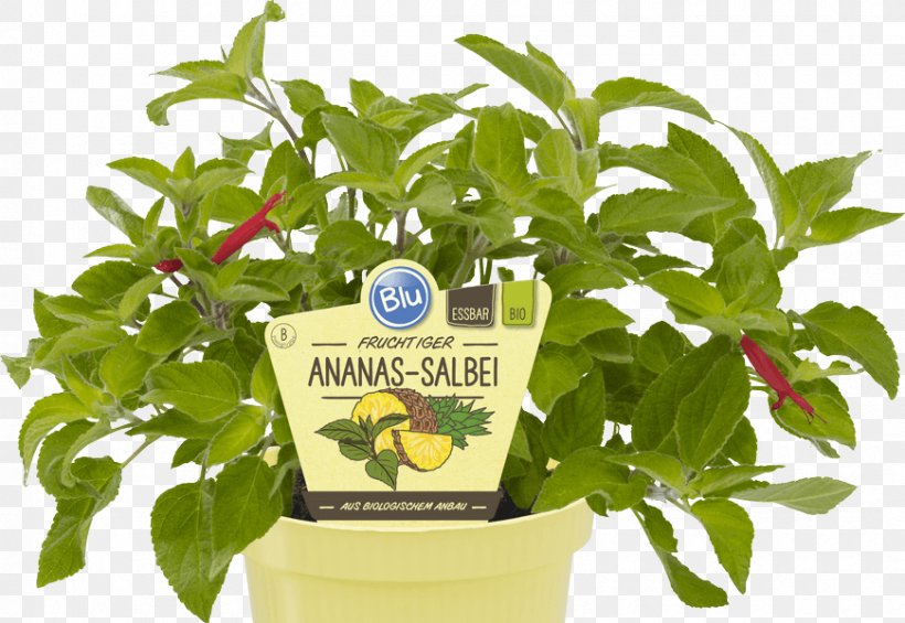 Herb Salvia Elegans Common Sage Lemon Thyme Pineapple, PNG, 870x600px, Herb, Common Sage, Cottage Garden, Flowerpot, Herbal Download Free
