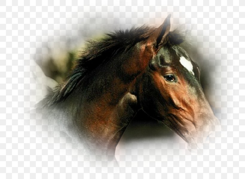 Thoroughbred Andalusian Horse American Quarter Horse Florida Cracker Horse Tennessee Walking Horse, PNG, 800x600px, Thoroughbred, American Paint Horse, American Quarter Horse, Andalusian Horse, Animal Download Free