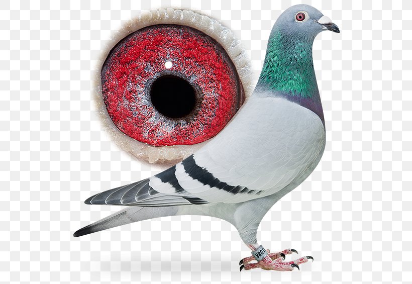 Columbidae Rock Dove Homing Pigeon HQ Trivia Racing Homer, PNG, 556x565px, Columbidae, Android, Beak, Bird, Feather Download Free