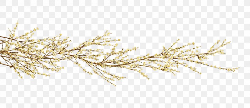 Grasses Pine Sky Plc Family Pinaceae, PNG, 1000x434px, Grasses, Branch, Family, Grass, Grass Family Download Free