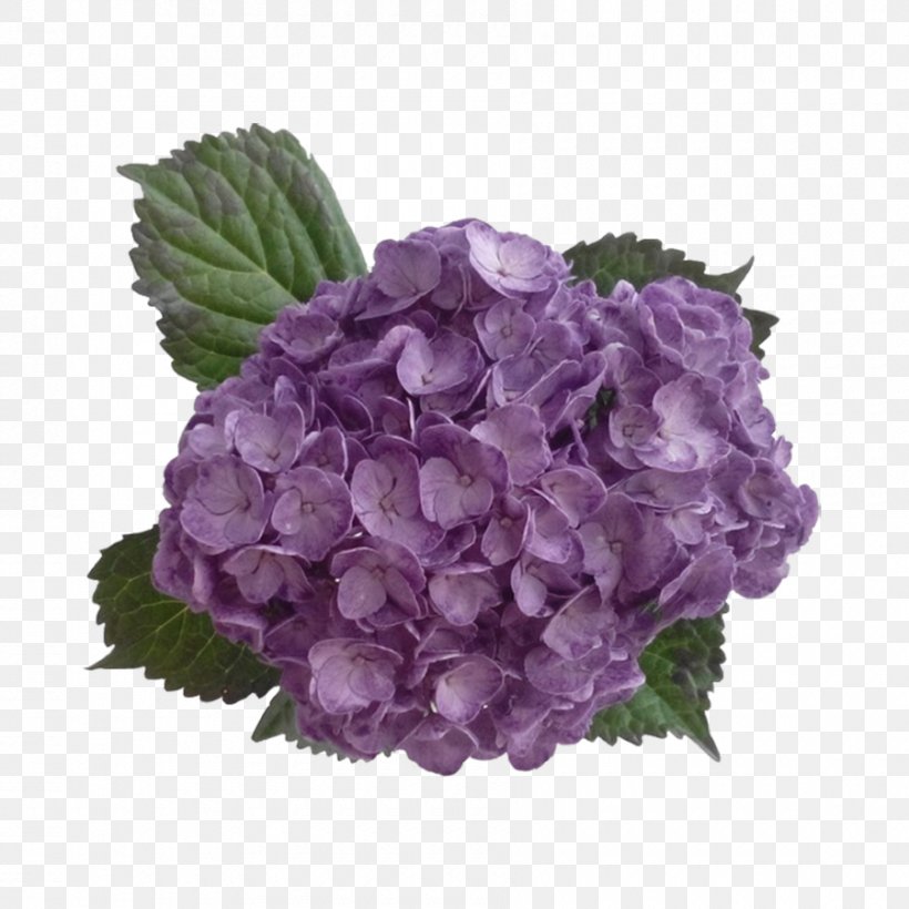 Hydrangea Purple Lavender Flower Lilac, PNG, 900x900px, Hydrangea, Annual Plant, Blue, Color, Cornales Download Free