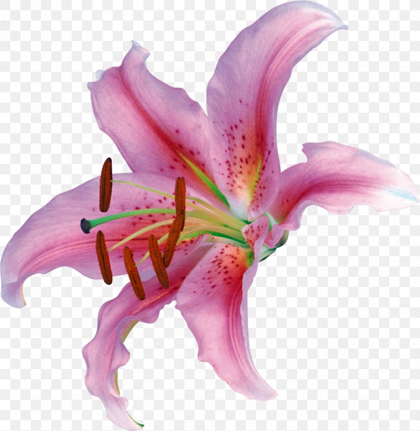 Lilium Flower Petal Clip Art, PNG, 1170x1200px, Lilium, Amaryllis Belladonna, Calice, Cut Flowers, Daylily Download Free