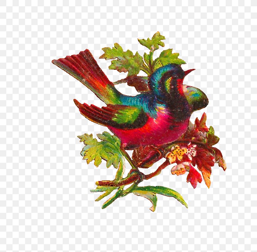 Lovebird Parrot Clip Art, PNG, 814x805px, Bird, Antique, Beak, Bird Nest, Birdcage Download Free