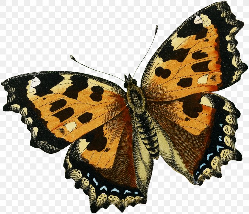 Monarch Butterfly Pieridae Gossamer-winged Butterflies Moth, PNG, 1800x1554px, Monarch Butterfly, Arthropod, Brush Footed Butterfly, Brushfooted Butterflies, Butterflies And Moths Download Free