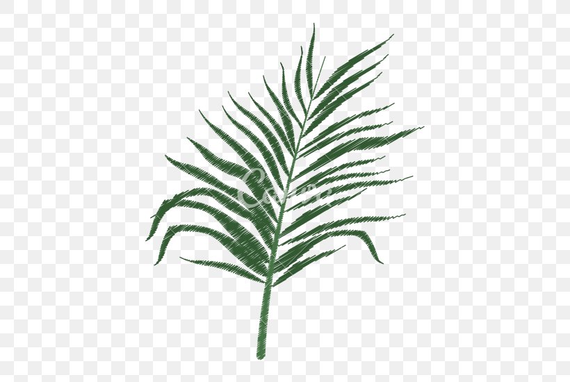 Arecaceae Tree Leaf Branch Plant Stem, PNG, 550x550px, Arecaceae, Arecales, Branch, Family, Grass Download Free
