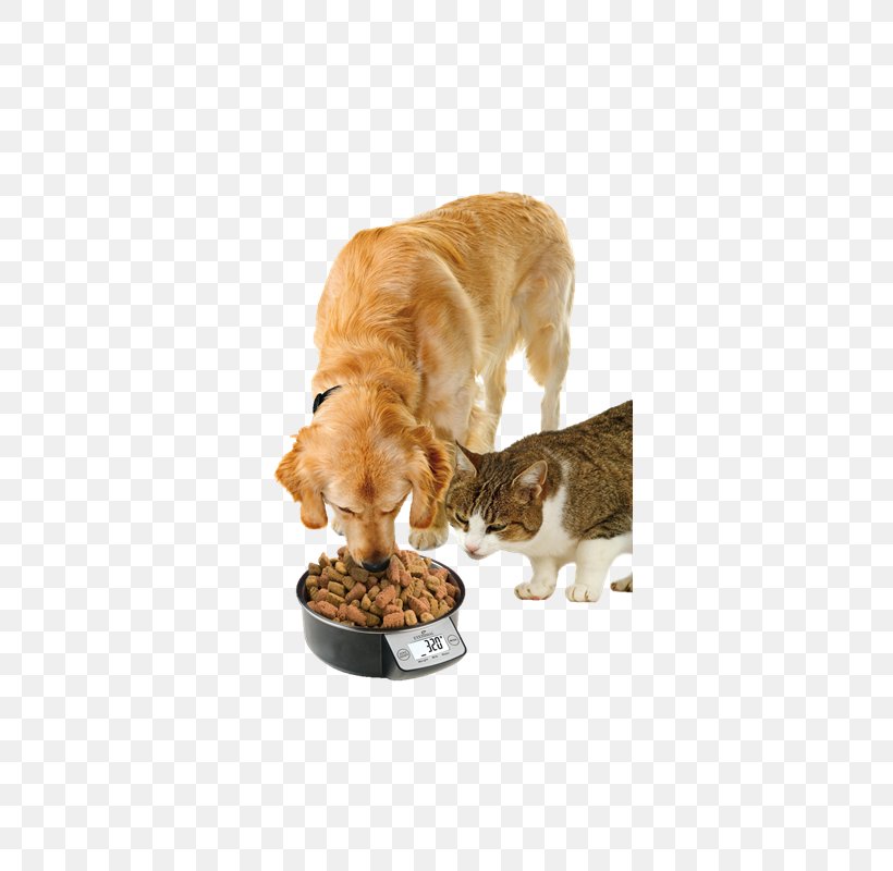 Dog Puppy Cat Pet Bowl, PNG, 800x800px, Dog, Bowl, Carnivoran, Cat, Cat Food Download Free