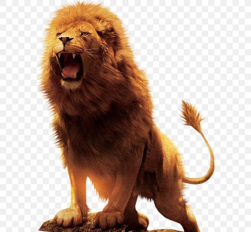 Aslan Lion Desktop Wallpaper Download, PNG, 586x756px, Aslan, Big Cat, Big Cats, Carnivoran, Cat Like Mammal Download Free