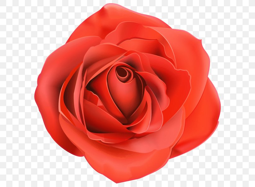 Blue Rose Clip Art, PNG, 600x600px, Blue Rose, Blue, China Rose, Close Up, Cut Flowers Download Free