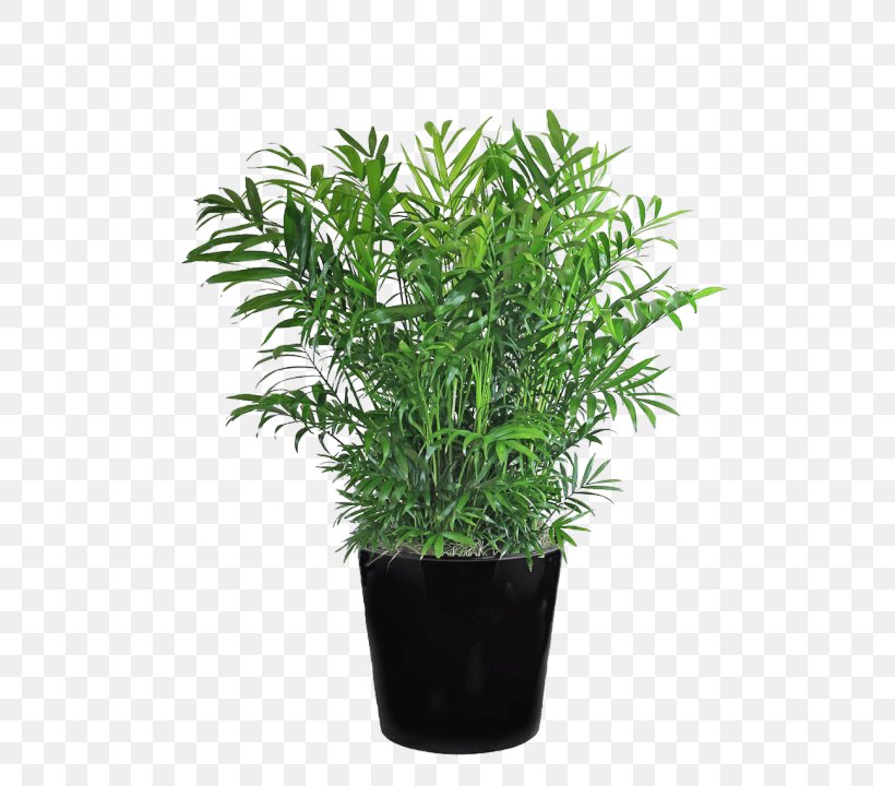 Chamaedorea Elegans Arecaceae Schefflera Arboricola Shrub Houseplant, PNG, 600x720px, Chamaedorea Elegans, Arecaceae, Bar Stool, Chamaedorea, Evergreen Download Free