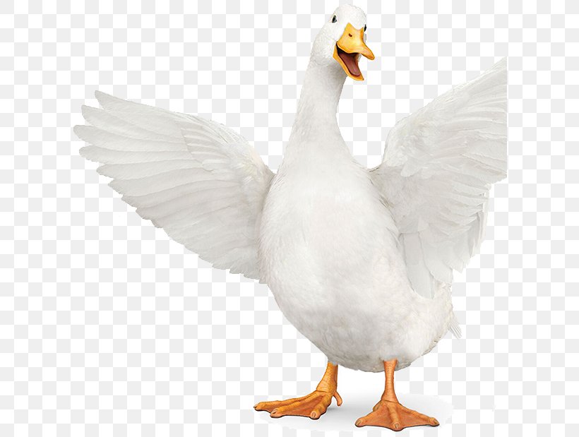 Duck Goose Fauna Beak Feather, PNG, 617x619px, Duck, Beak, Bird, Chicken, Ducks Geese And Swans Download Free