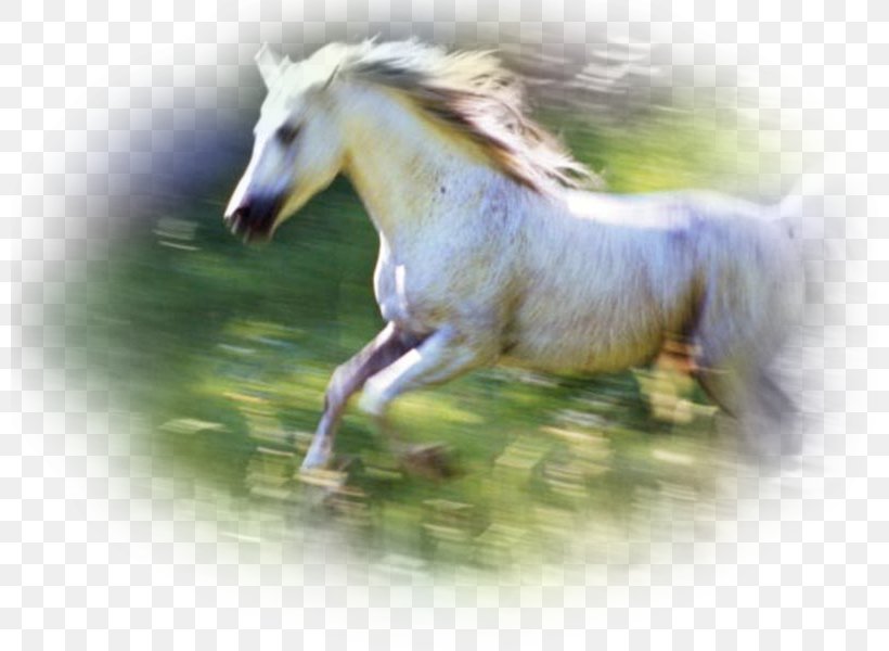 Horse Canter And Gallop Blingee, PNG, 800x600px, Horse, Animal, Animation, Black, Blingee Download Free