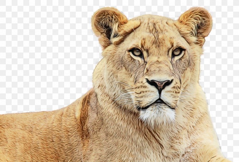 Lion Image Transparency Desktop Wallpaper, PNG, 1500x1016px, Lion, Adaptation, Big Cat, Big Cats, Carnivore Download Free