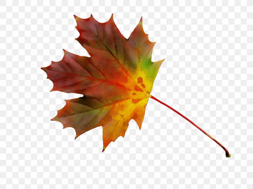 Maple Leaf Flag Of Canada Red Maple Tree, PNG, 960x720px, Maple Leaf, Acer Japonicum, Autumn, Black Maple, Canada Download Free