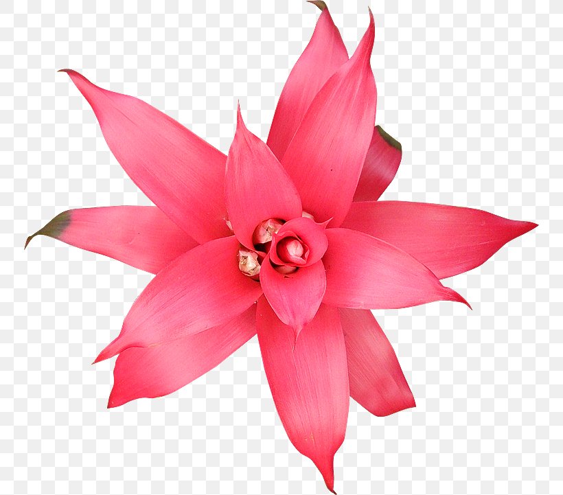 Petal Flowering Plant Cut Flowers Pink M, PNG, 750x721px, Petal, Cut Flowers, Flower, Flowering Plant, Magenta Download Free