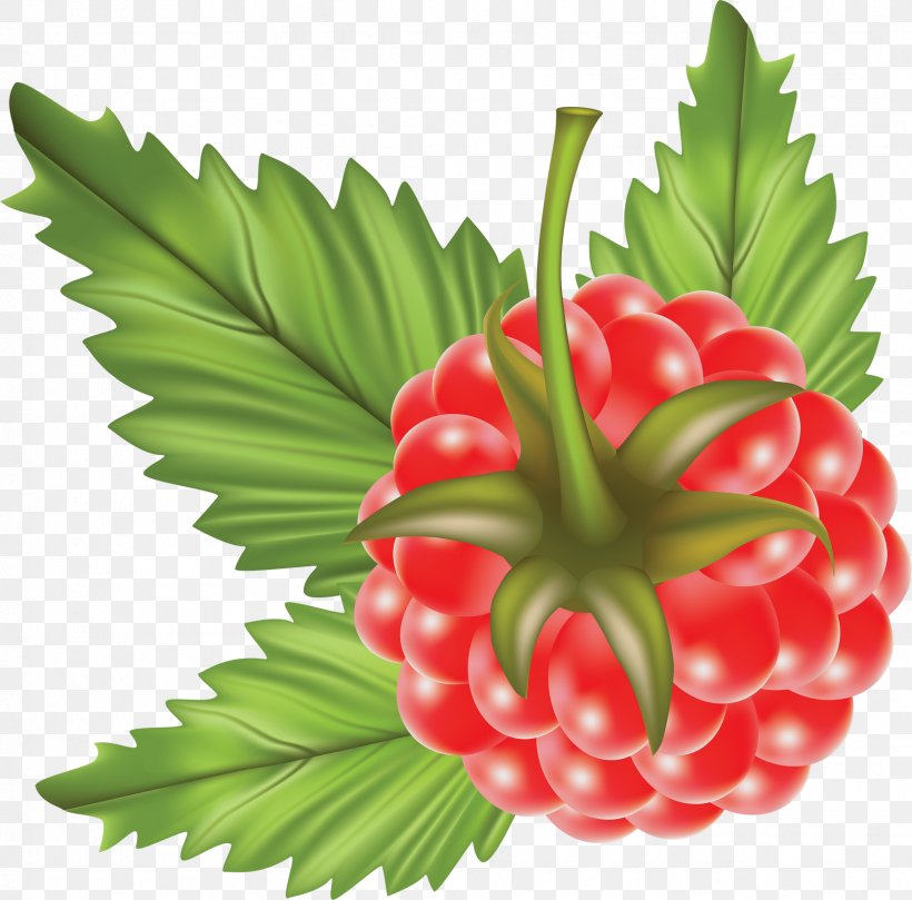 Vector Graphics Clip Art Image Raspberry, PNG, 1752x1729px, Raspberry, Berry, Drawing, Flower, Food Download Free