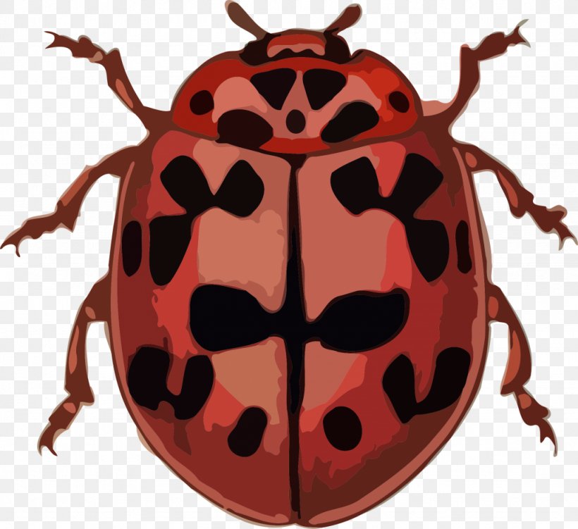 Beetle Ladybird Anthribidae Clip Art, PNG, 1024x938px, Beetle, Amphibian, Animal, Anthribidae, Arthropod Download Free