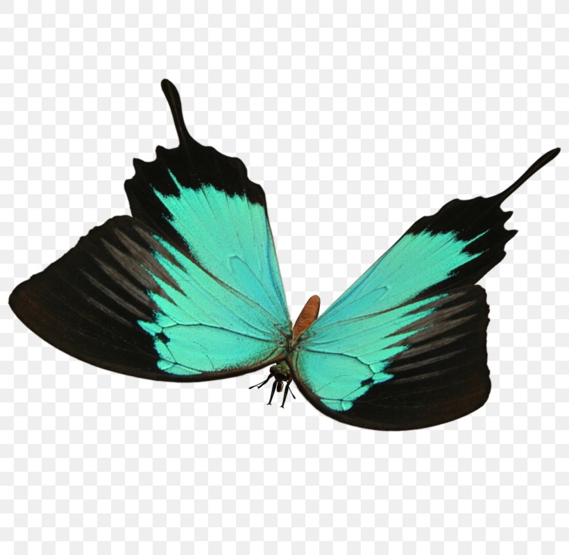 Butterfly Clip Art, PNG, 800x800px, Butterfly, Adobe Flash, Arthropod, Brush Footed Butterfly, Butterflies And Moths Download Free