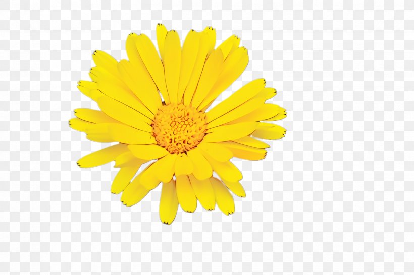 Drawing Of Family, PNG, 2448x1632px, Marigold, Bloom, Blossom, Calendula, Chrysanthemum Download Free