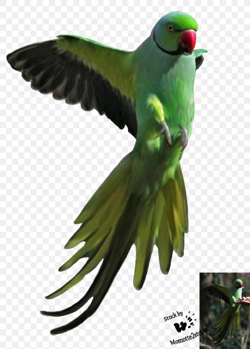 Parrot Lovebird Parakeet Macaw, PNG, 1000x1396px, Parrot, Animal, Beak, Bird, Common Pet Parakeet Download Free