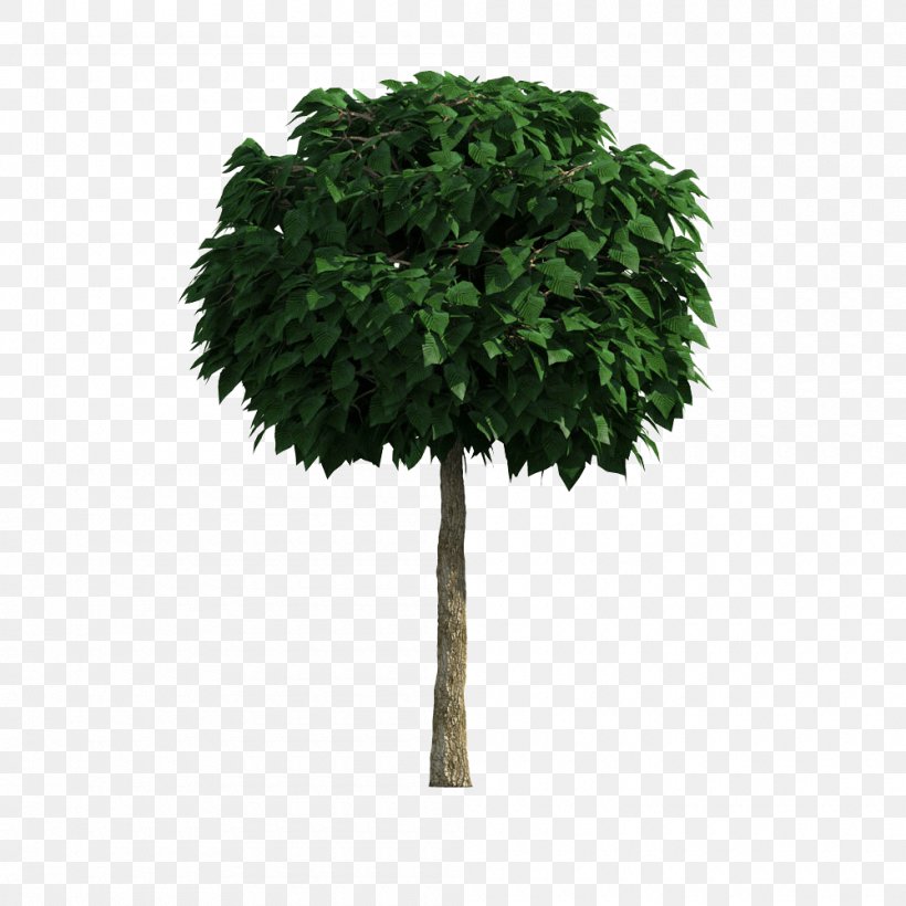 Tree Download Computer File, PNG, 1000x1000px, Tree, Branch, Flowerpot, Grass, Houseplant Download Free