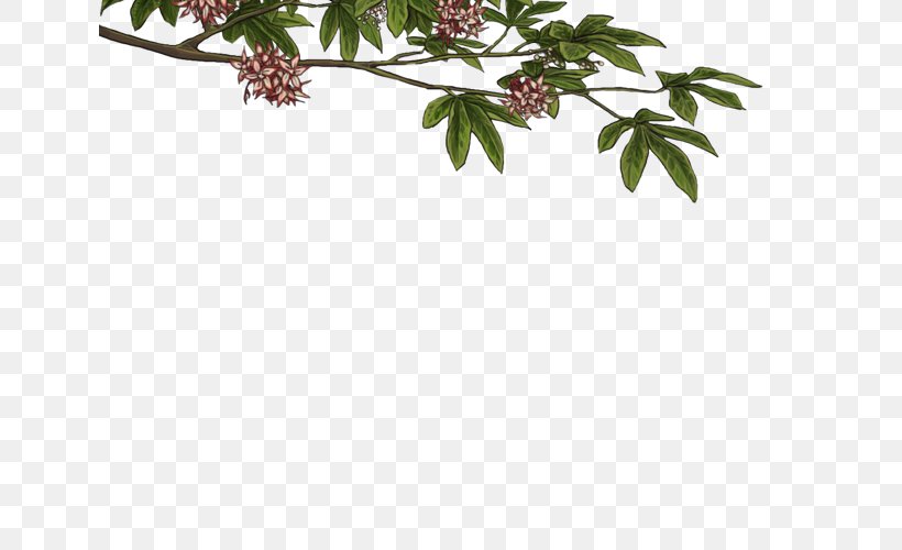 Twig Plant Stem Leaf Flowering Plant, PNG, 640x500px, Twig, Branch, Flower, Flowering Plant, Leaf Download Free