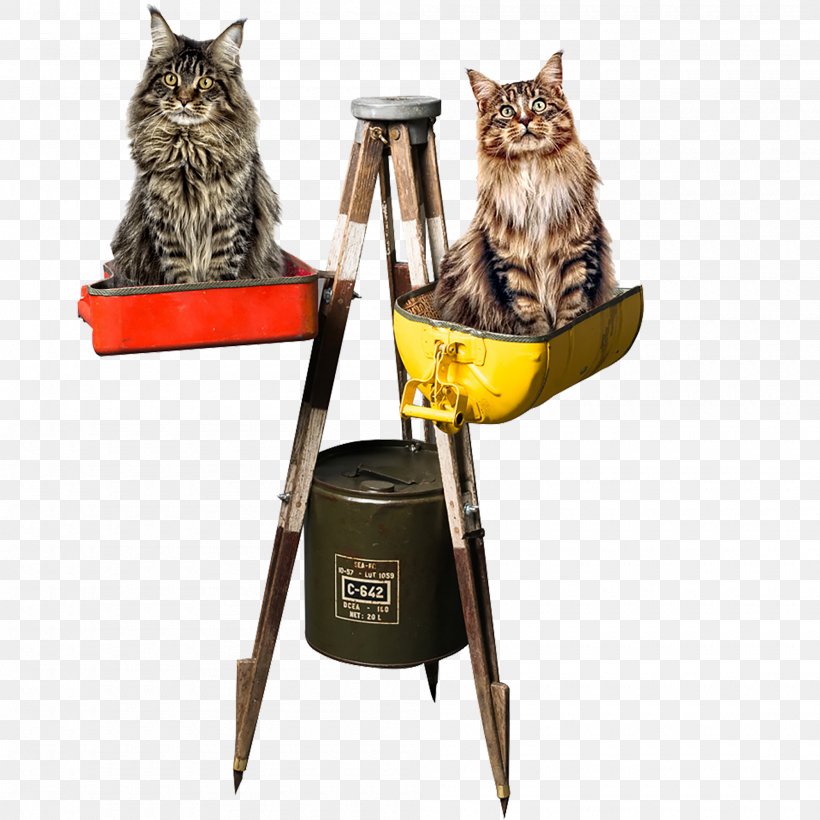 Maine Coon Cat Tree Dog Banquette Tripod, PNG, 2000x2000px, Maine Coon, Animal, Banquette, Bed, Cat Download Free