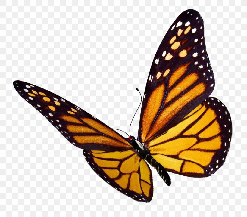 Monarch Butterfly Insect Clip Art, PNG, 909x800px, Butterfly, Arthropod, Brush Footed Butterfly, Greta Oto, Image Resolution Download Free