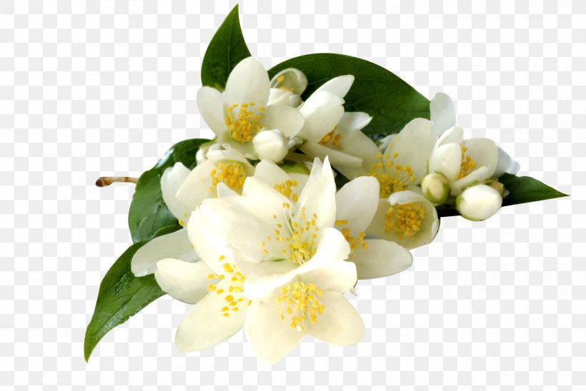 Arabian Jasmine Flowering Tea Jasminum Grandiflorum Jasminum Polyanthum Jasminum Officinale, PNG, 1936x1296px, Arabian Jasmine, Absolute, Blossom, Enfleurage, Essential Oil Download Free
