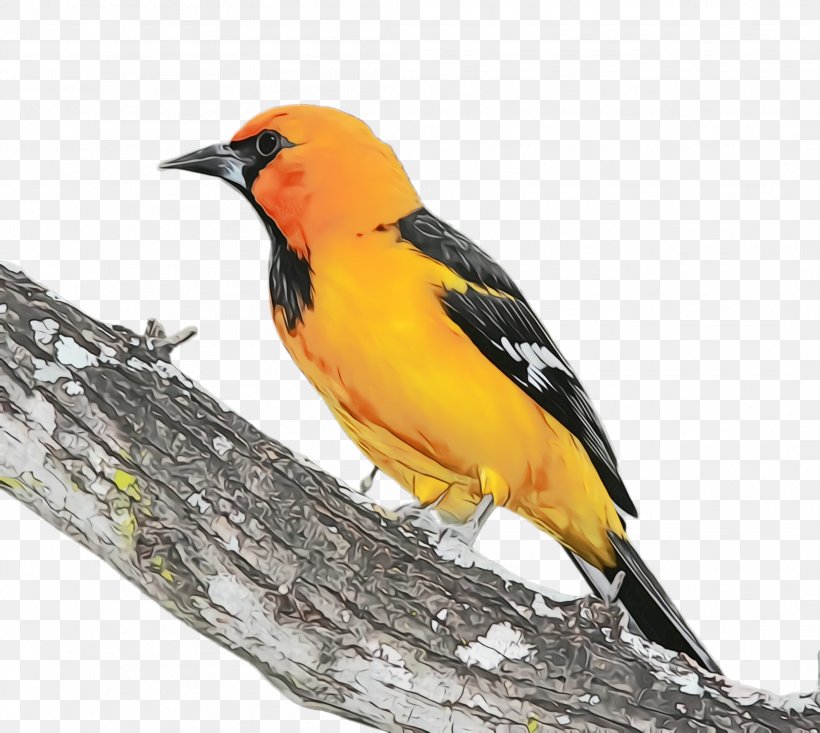 Bird Beak Old World Oriole Finch Songbird, PNG, 2116x1892px, Watercolor, Beak, Bird, Eurasian Golden Oriole, Evening Grosbeak Download Free
