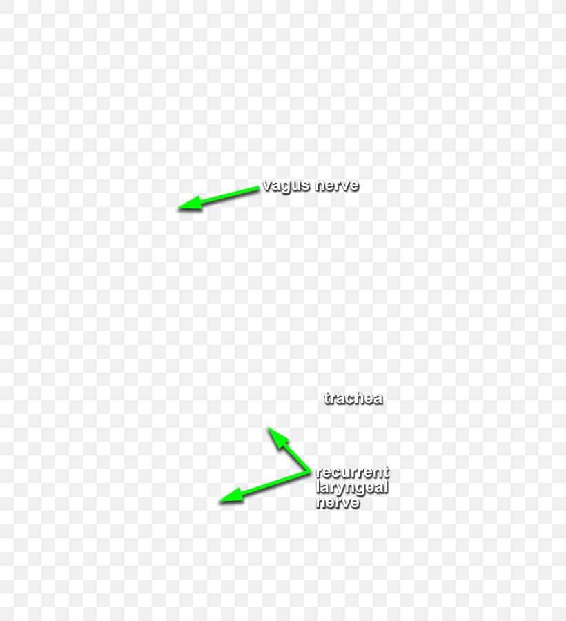 Green Line Angle, PNG, 466x900px, Green, Area, Diagram, Text Download Free