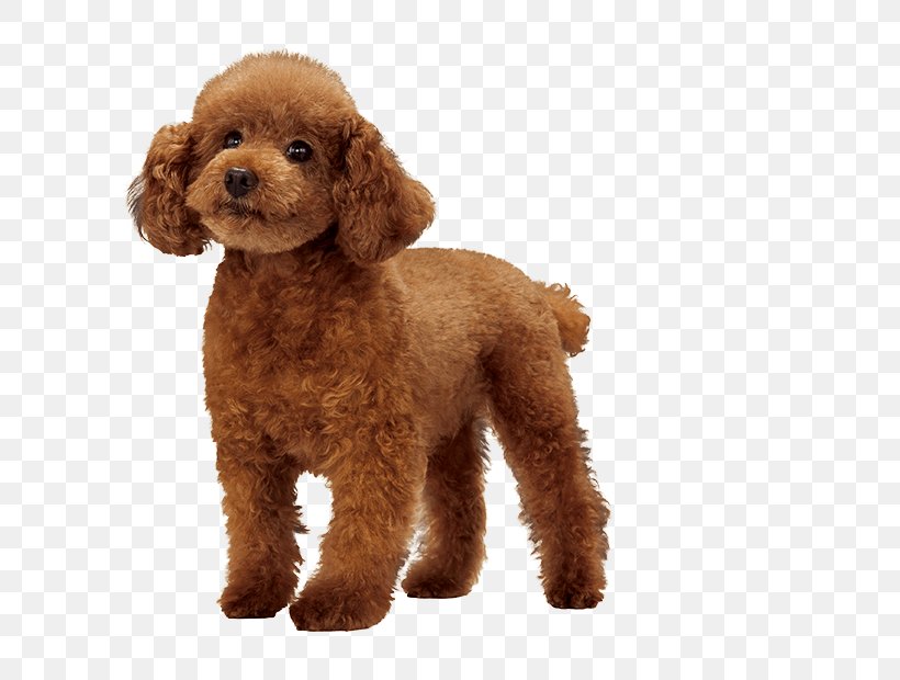 Miniature Poodle Standard Poodle Cockapoo Goldendoodle, PNG, 714x620px, Miniature Poodle, Breed, Breed Group Dog, Carnivoran, Cockapoo Download Free