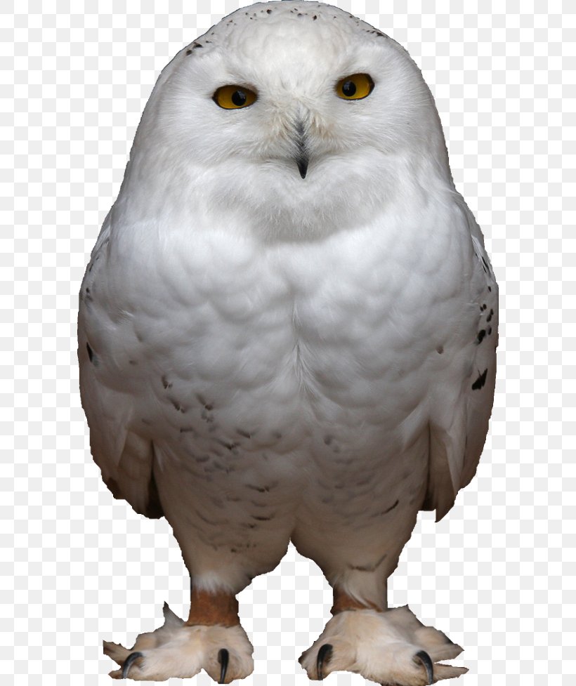 Snowy Owl Bird Clip Art Barn Owl, PNG, 600x977px, Owl, Animal Figure, Barn Owl, Beak, Bird Download Free