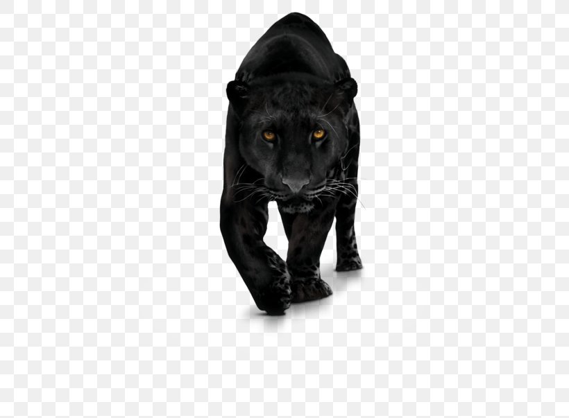 Black Panther Jaguar Leopard Cougar Cheetah, PNG, 768x603px, Black Panther, Big Cat, Big Cats, Black, Black Cat Download Free