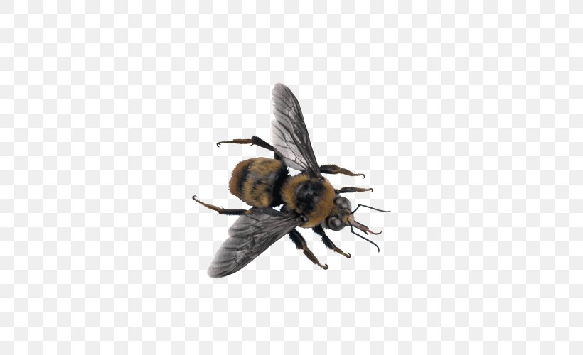 Characteristics Of Common Wasps And Bees Insect, PNG, 500x500px, Bee, Arthropod, Beehive, Bumblebee, Fly Download Free