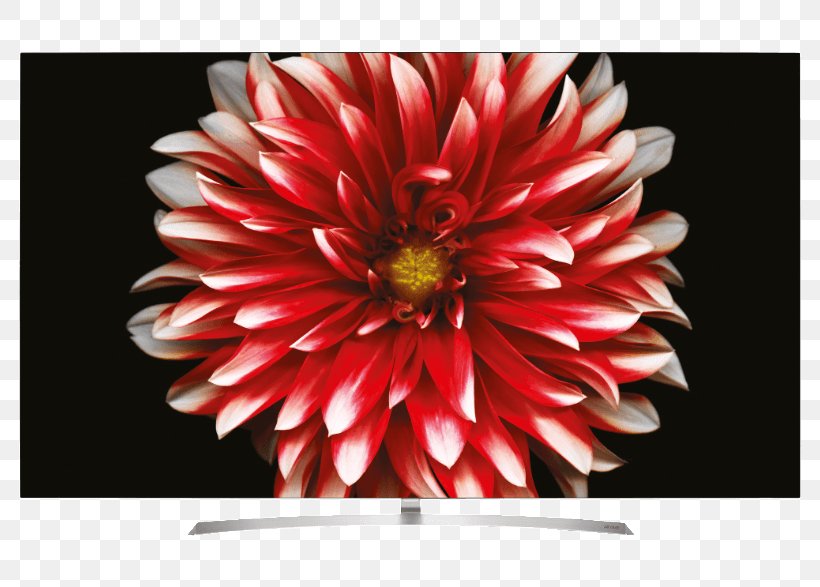 LG OLED B7D Ultra-high-definition Television LG Electronics, PNG, 786x587px, 4k Resolution, Oled, Chrysanths, Dahlia, Daisy Family Download Free