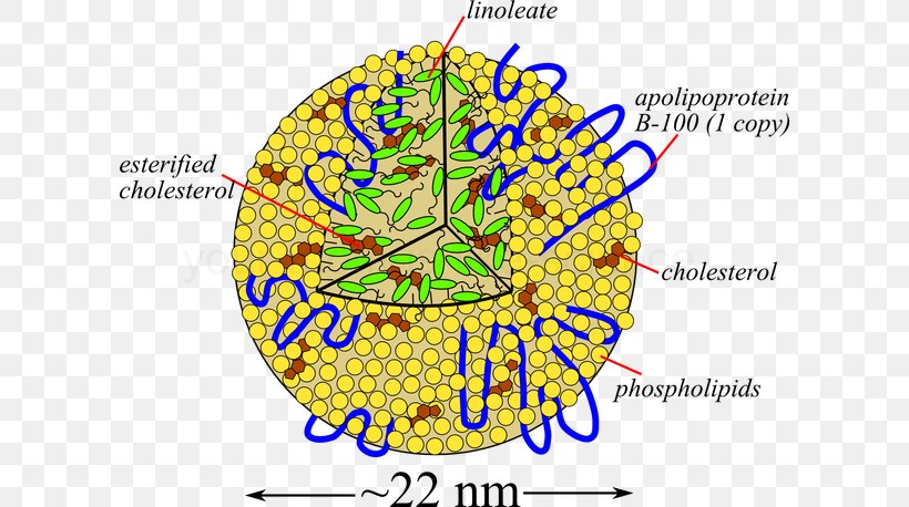 Low-density Lipoprotein Cholesterol High-density Lipoprotein Triglyceride, PNG, 604x458px, Lowdensity Lipoprotein, Area, Blood, Cholesterol, Fat Download Free