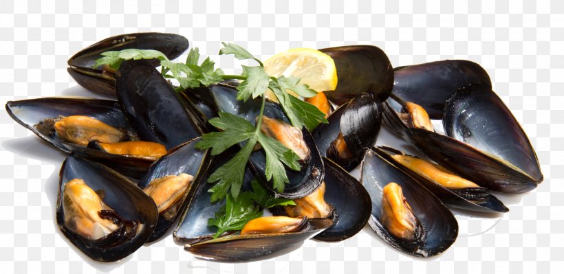 Vitamin B-12 Food B Vitamins Cobalamin, PNG, 1460x711px, Vitamin B12, Alimento Saludable, Animal Source Foods, B Vitamins, Clams Oysters Mussels And Scallops Download Free