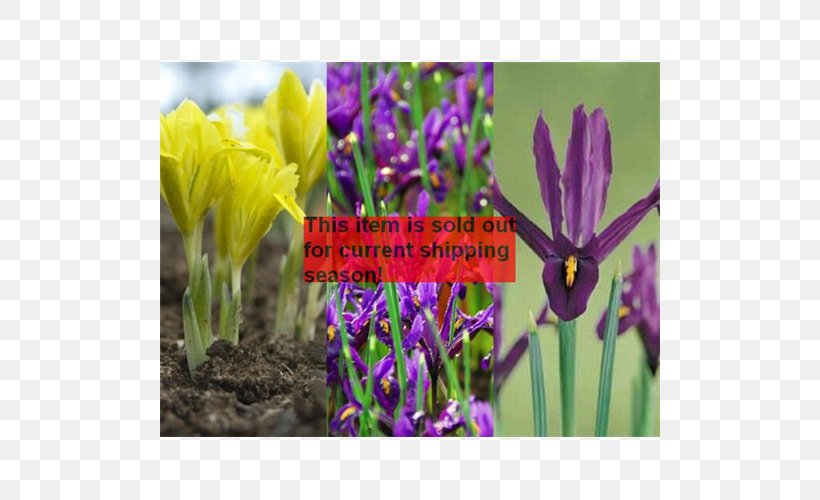 Irises Crocus Tulip Bulb Petal, PNG, 500x500px, Irises, Bulb, Crocus, Flower, Flowering Plant Download Free