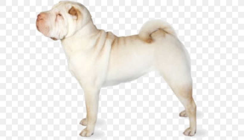 Mini Shar Pei Puppy Bone-mouth Chinese Shar-Peis, PNG, 580x472px, Shar Pei, American Kennel Club, Ancient Dog Breeds, Bonemouth, Breed Download Free