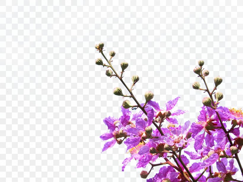 Purple Petal Violet Flower, PNG, 1300x975px, Purple, Blossom, Branch, Bud, Cherry Blossom Download Free