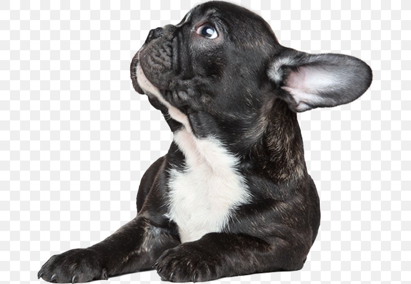 French Bulldog Puppy Toy Bulldog Dog Breed Companion Dog, PNG, 671x566px, French Bulldog, Bulldog, Carnivoran, Cat, Companion Dog Download Free